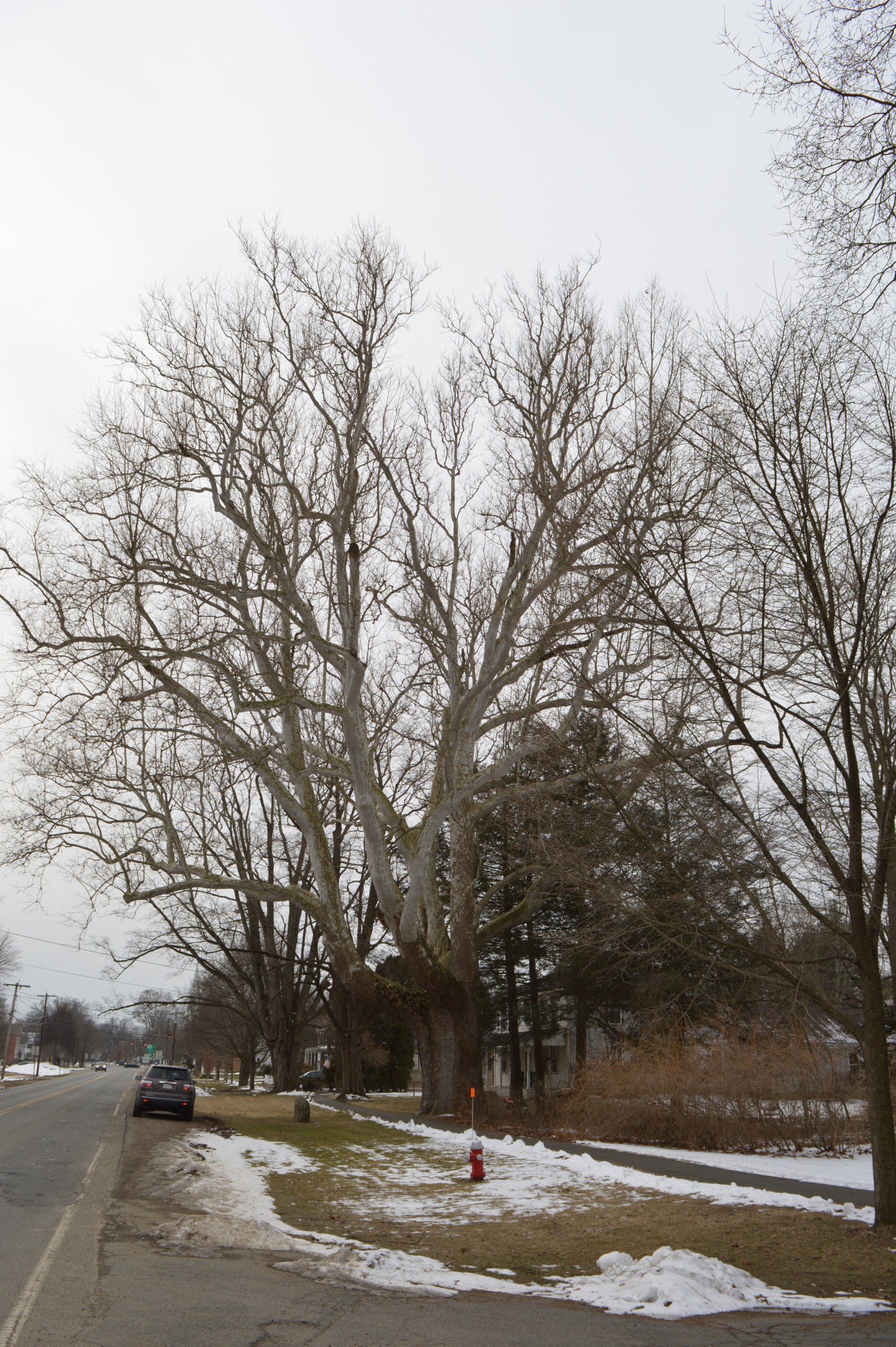Buttonball Tree (Sunderland, MA) | New England Nomad